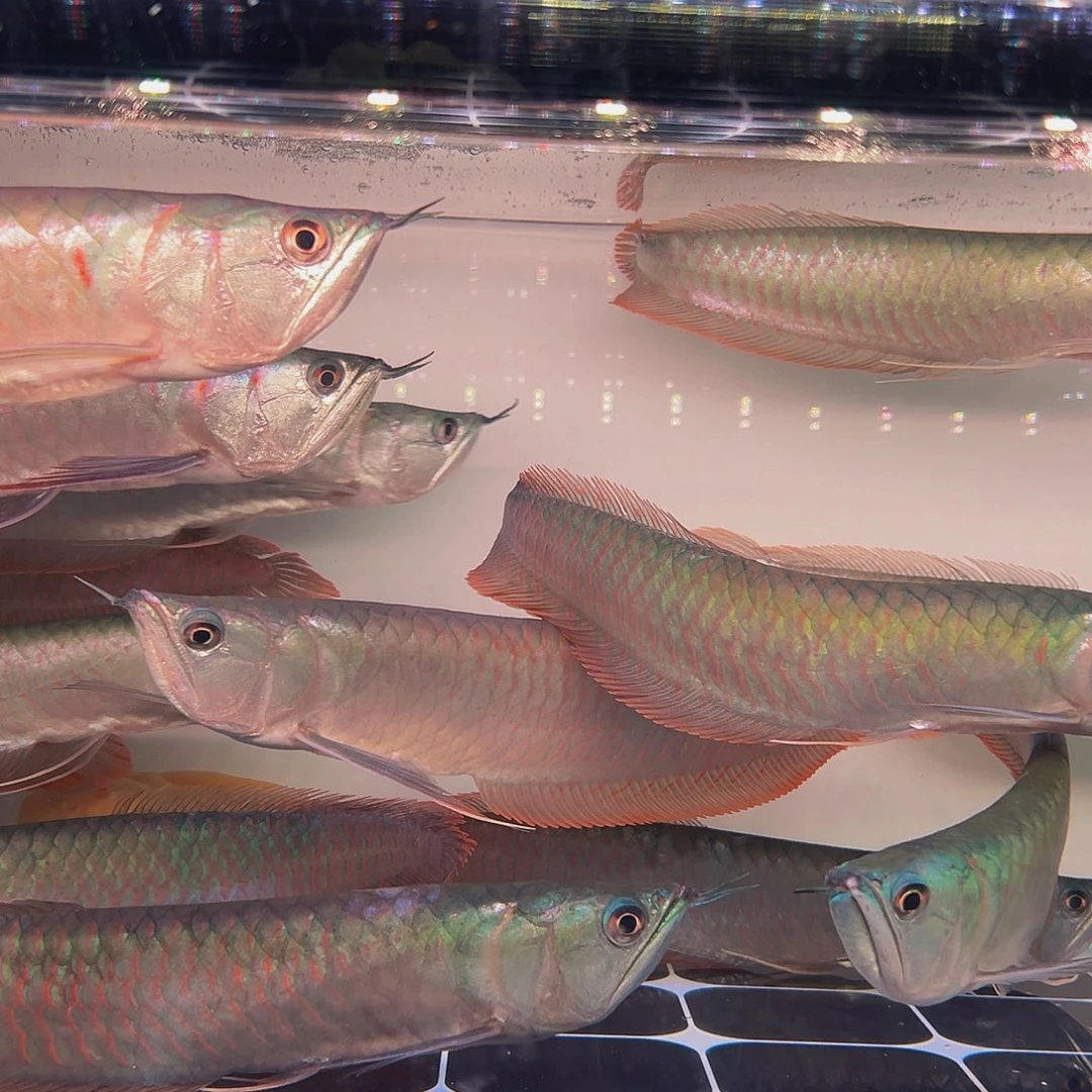 龙鱼快***情七彩银龙