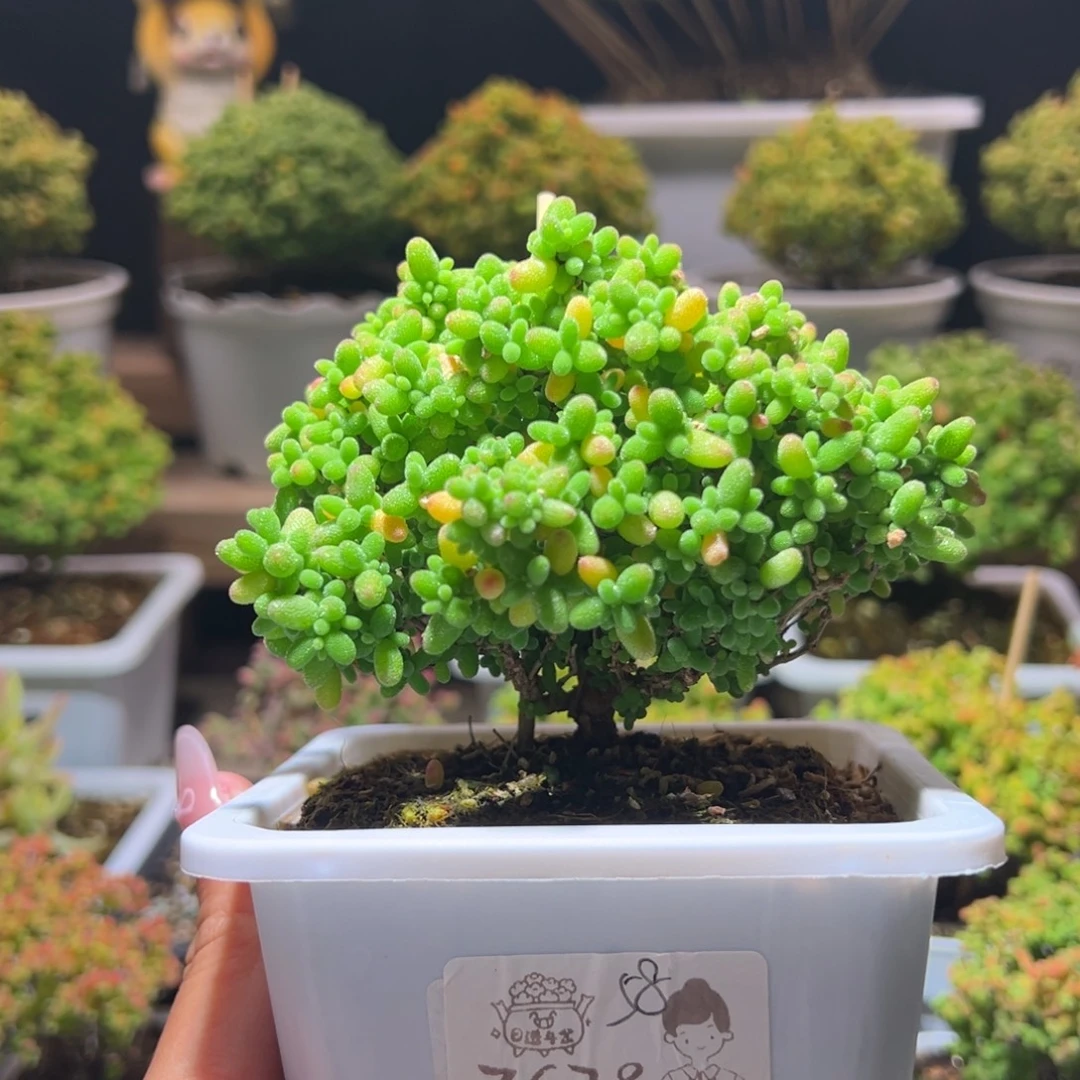 678蜜橘一物一拍带盆土发货