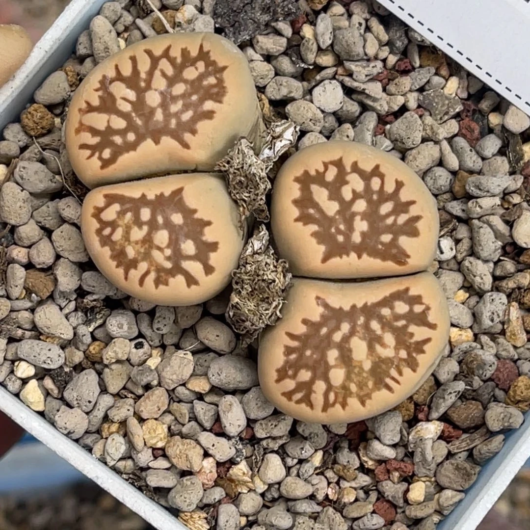 4843柠檬菊双头2.9