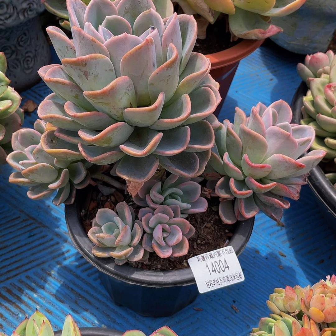 我****你美尻14004多肉