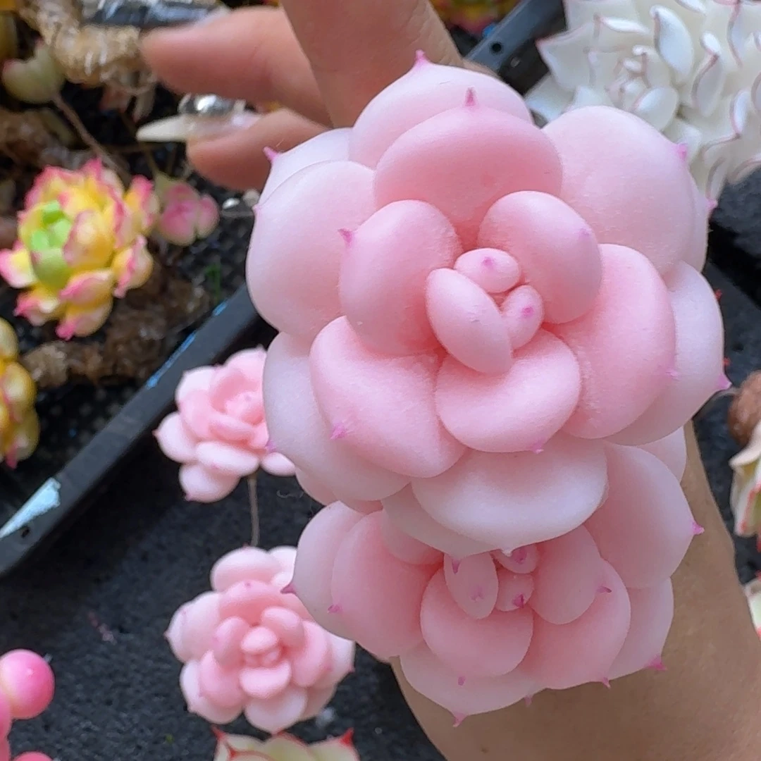 树脂制品6号噢噢噢哦哦