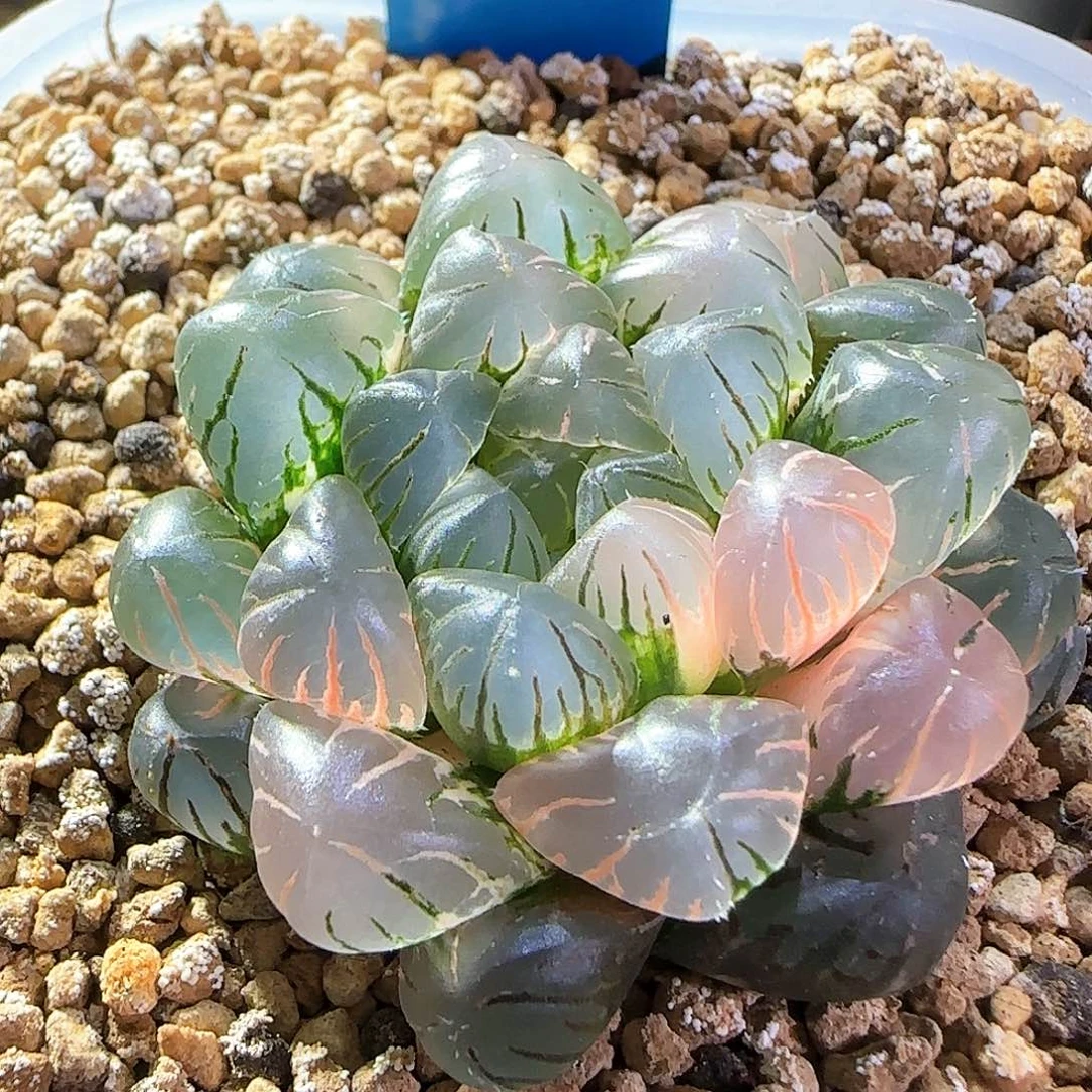 386号大窗冰灯玉露锦一物一拍带盆土