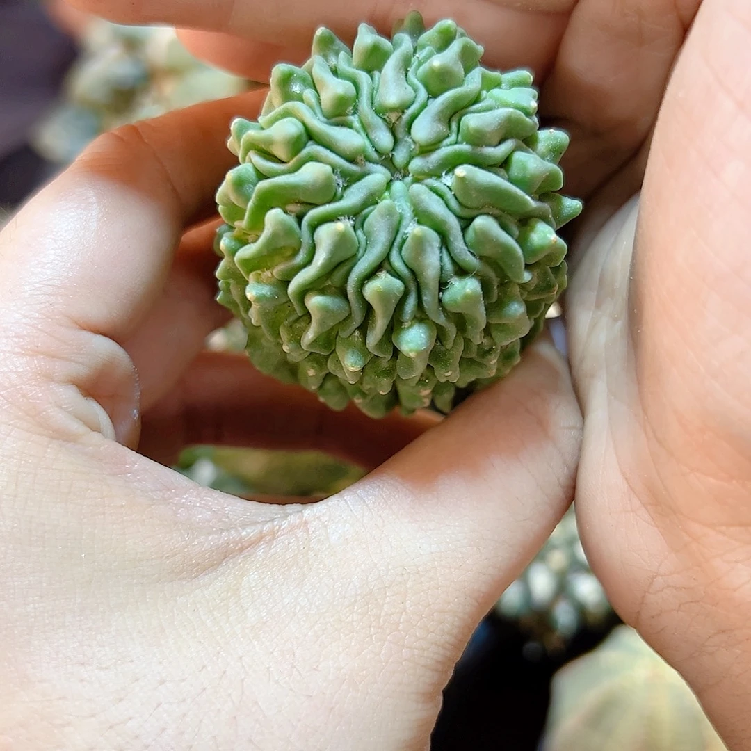 根芽蝌蚪球3.4公分1颗