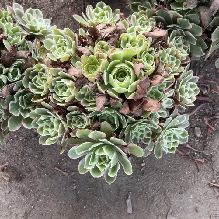 女妖手捧多肉植物量大