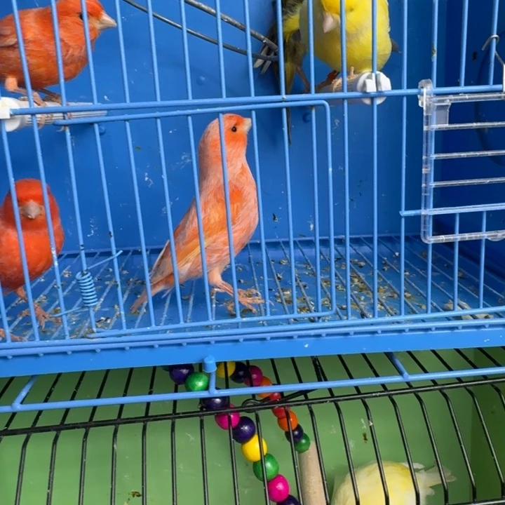 美***。文鸟红袍公扫尾一只明天发