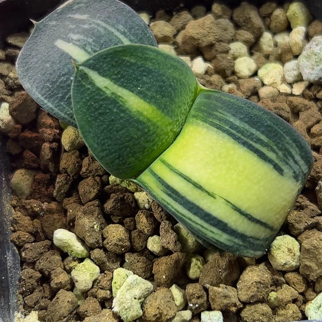 实生卧牛锦十二卷多肉植物