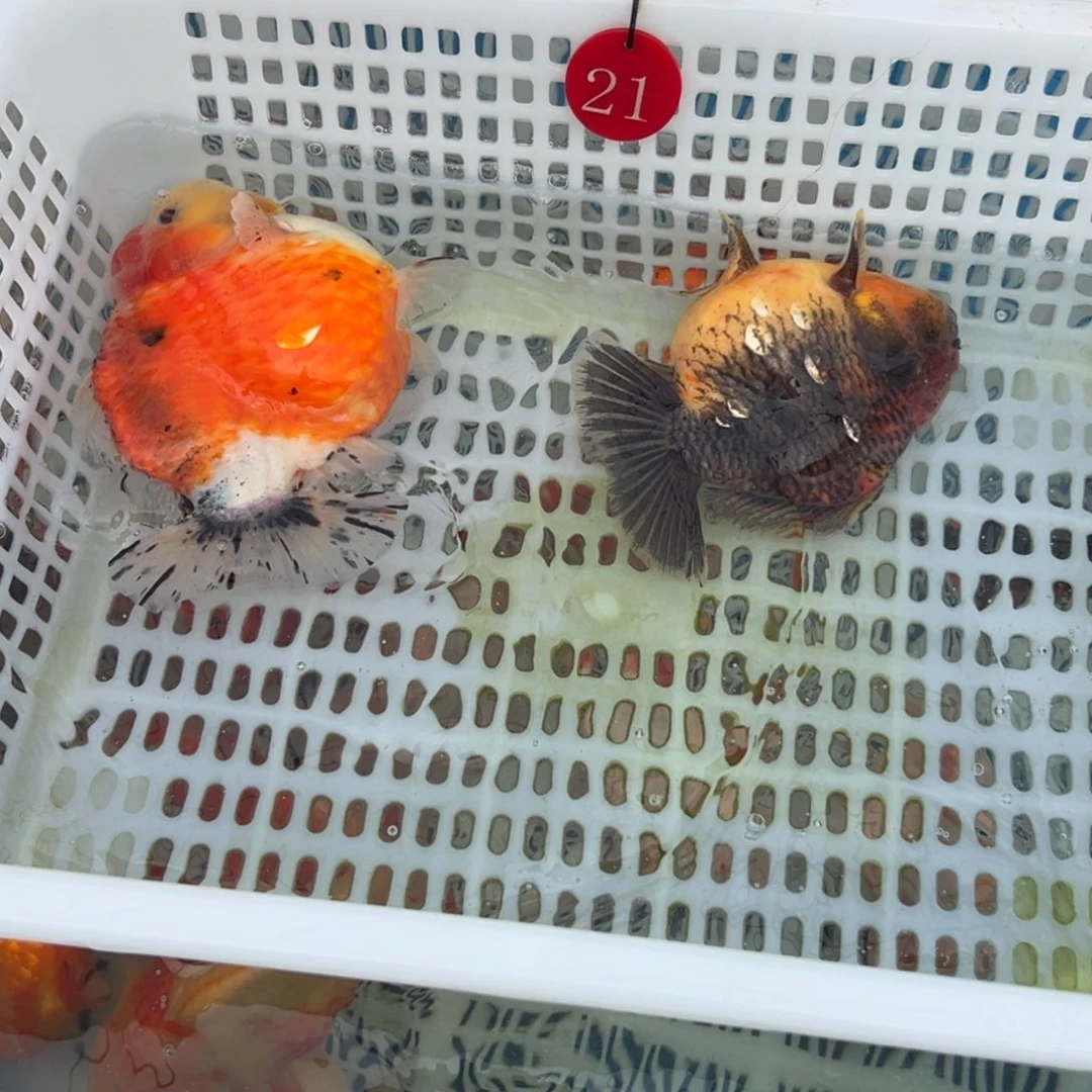 香***市金鱼你好吗我好想你