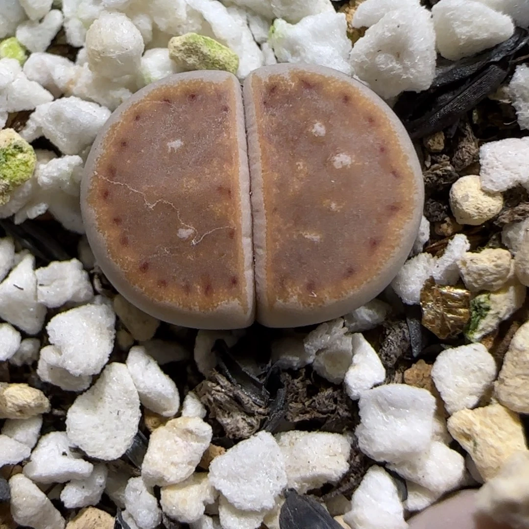 12.29.c218.9023无人福利