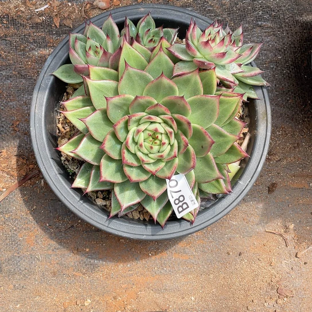 若如东云单拍B870