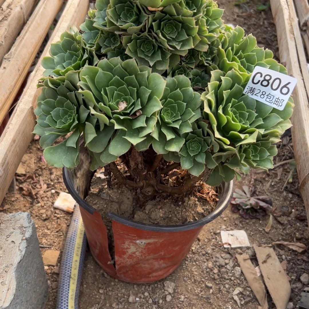 806多肉植物  绿羊绒