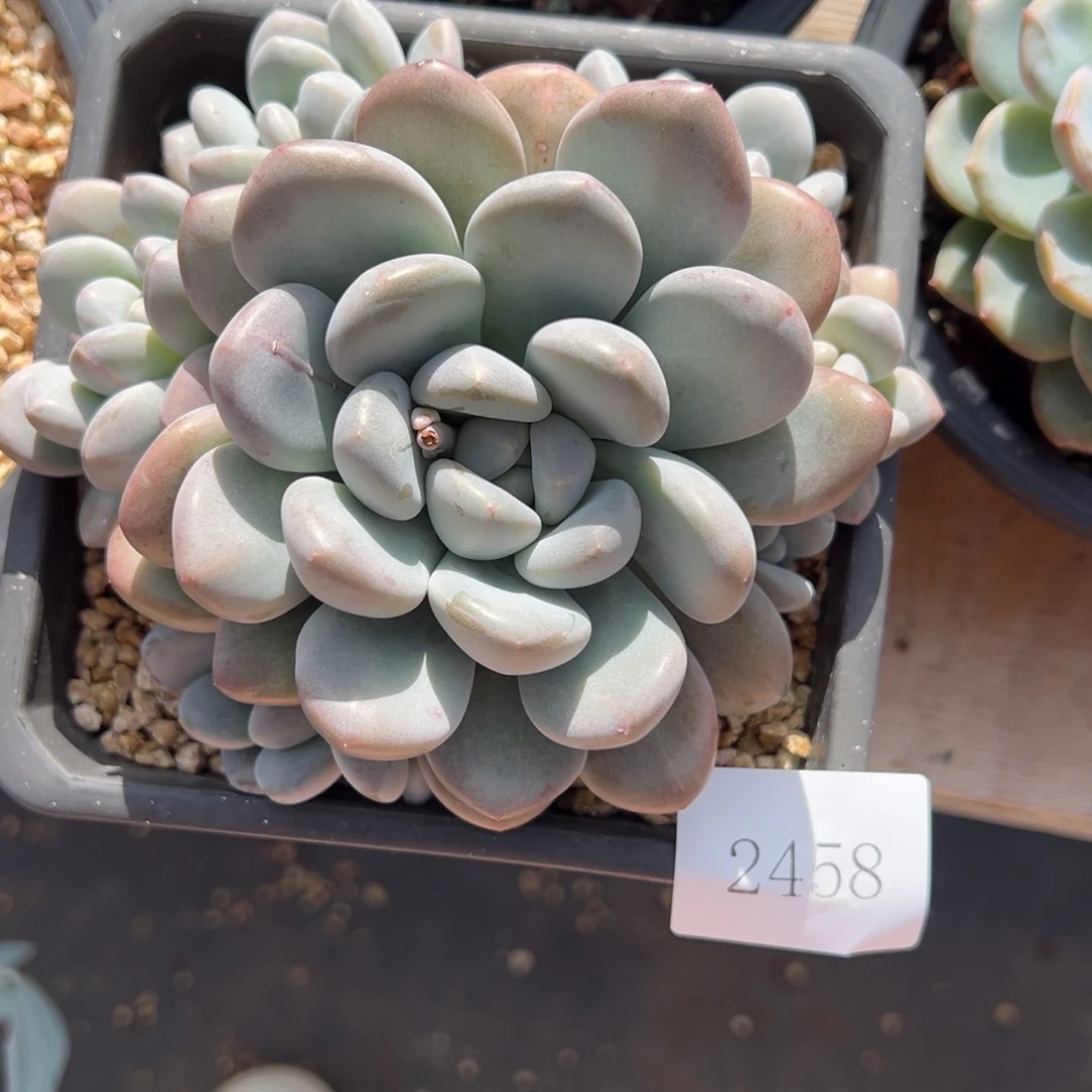 秋*2458肉肉肉肉肉肉肉