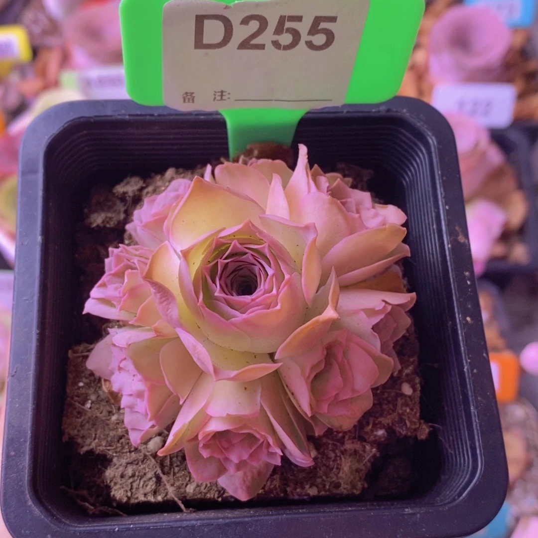 山地玫瑰一物一拍D255
