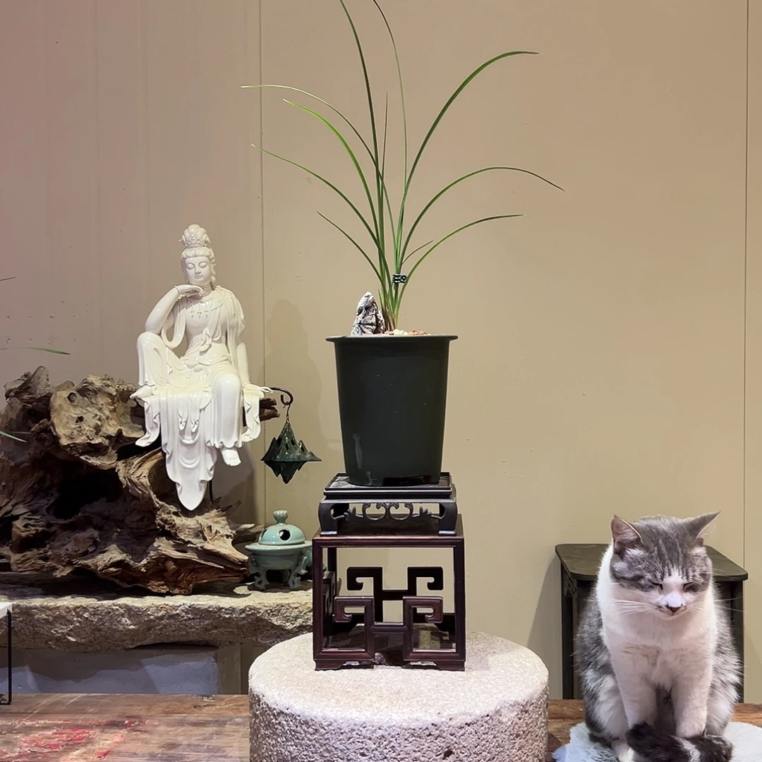 大部分花苞少量开放砀山荷