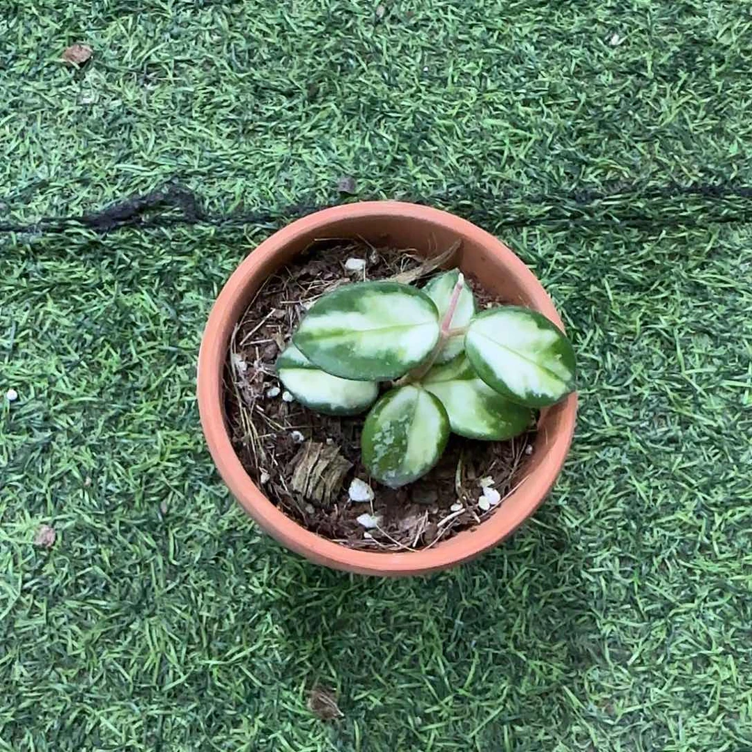 无花朵杂匍内锦桌面款