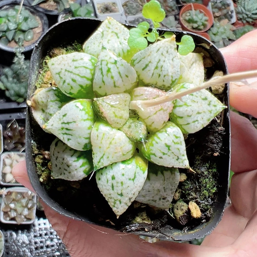 俪***坊1566多肉植物，