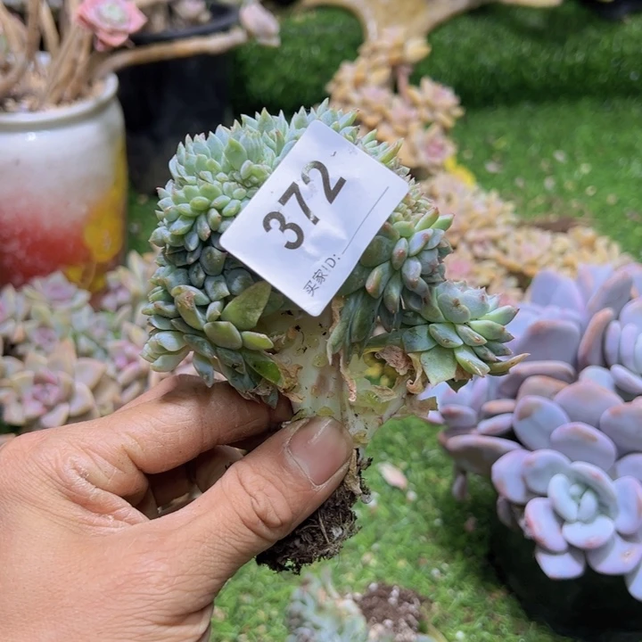 麦***夂然的都让一步一拍372