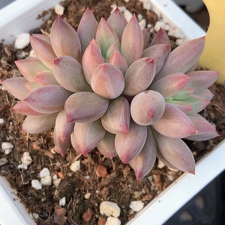 多肉植物金鱼姬2082多肉