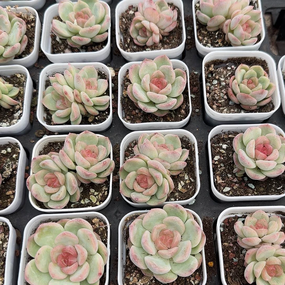 琴心大盆一个满25包邮