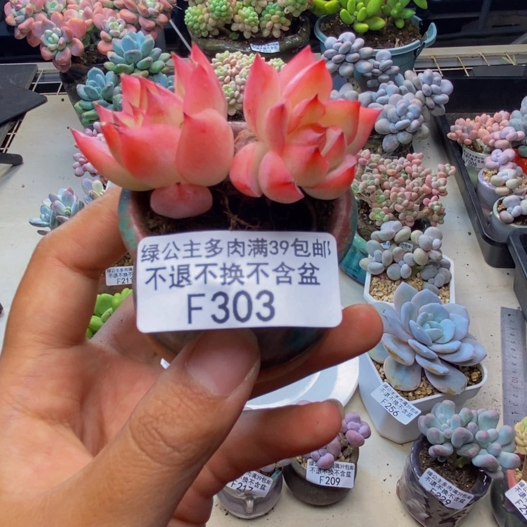 303法兰西玫瑰多肉4cm