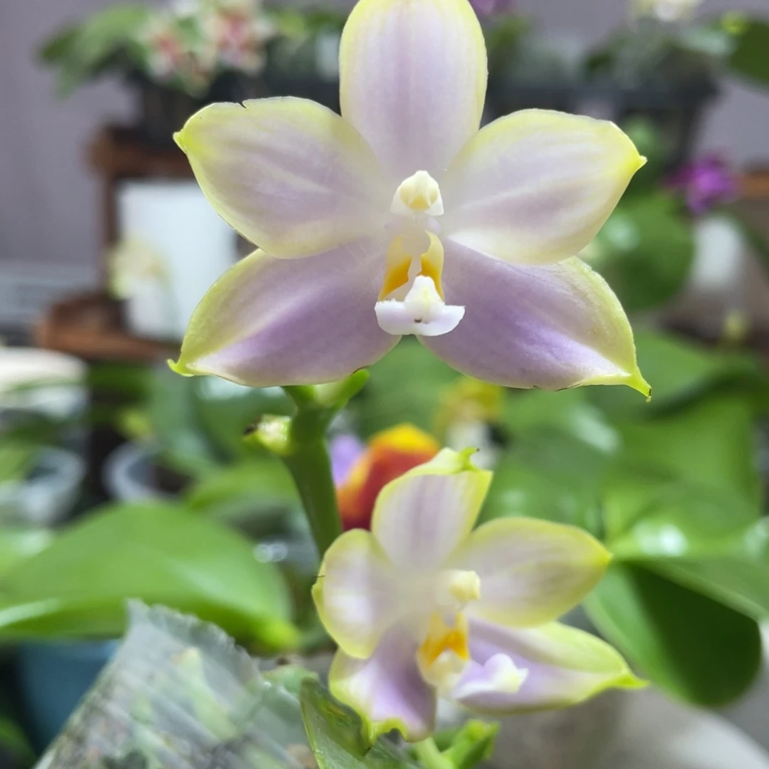 完全开放36叶瑕花期不保
