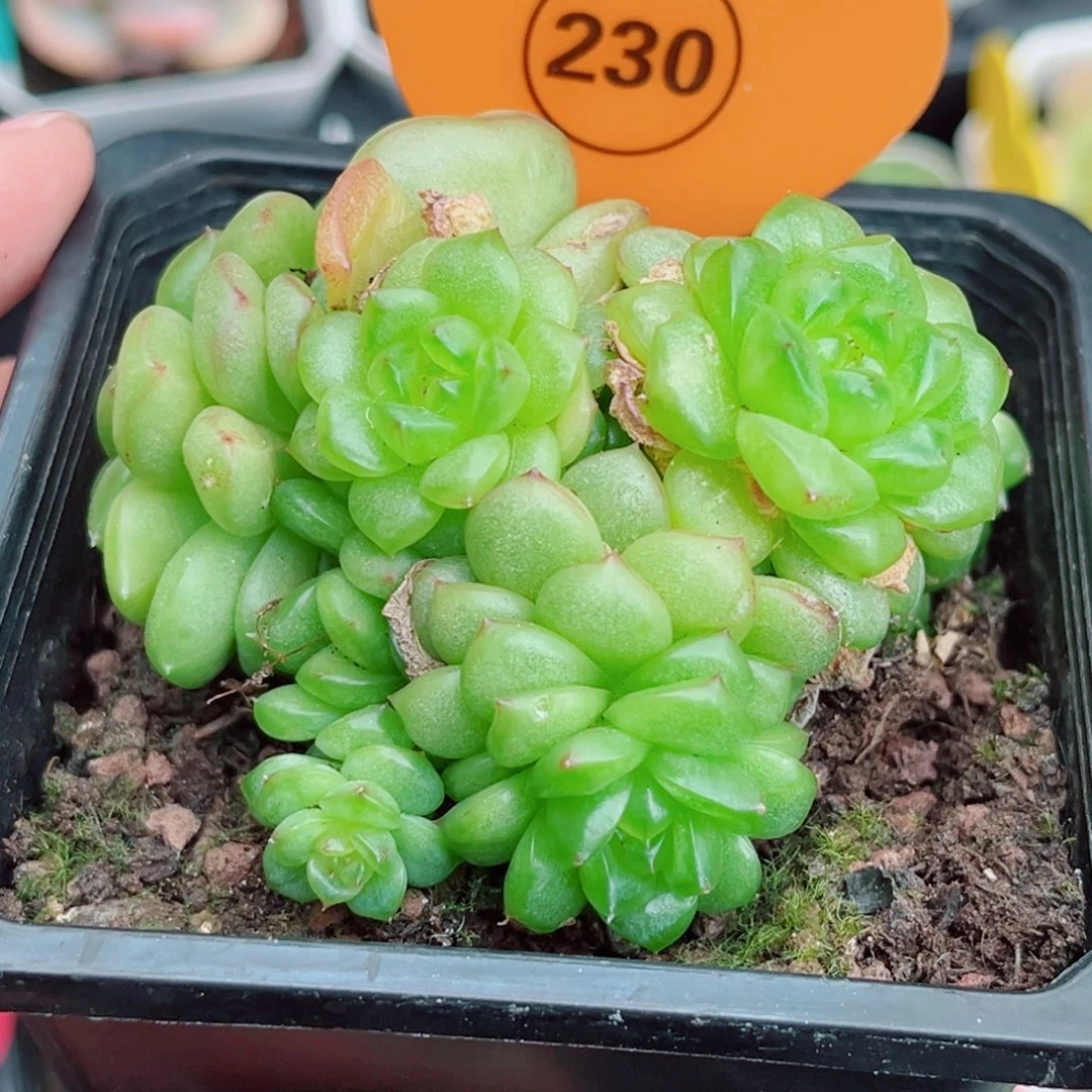 230号小老桩灯泡珍妮群