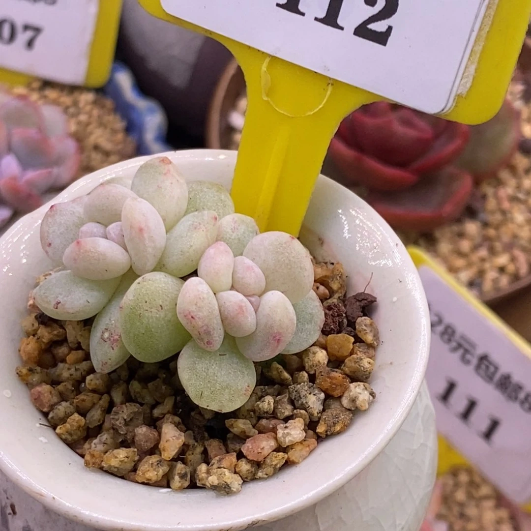 8112丸叶冰玉石化双多肉