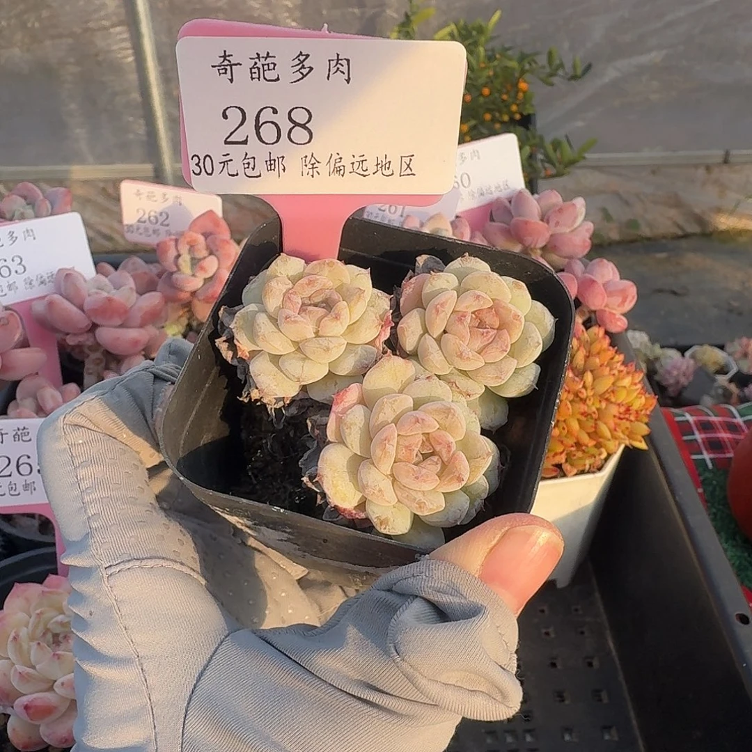 268 脱土 一物一拍 不包整