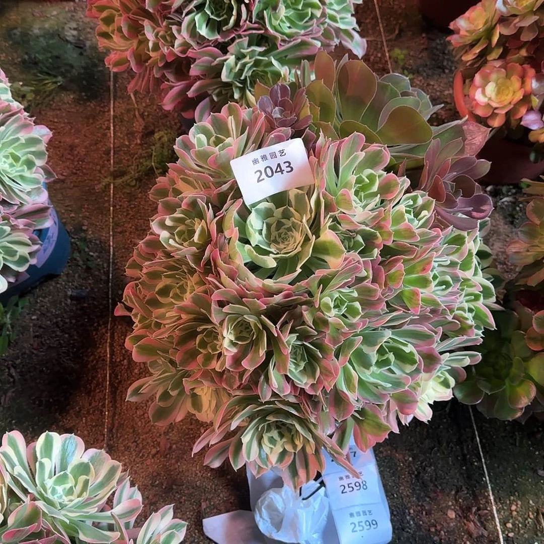 多肉植物白凤2043