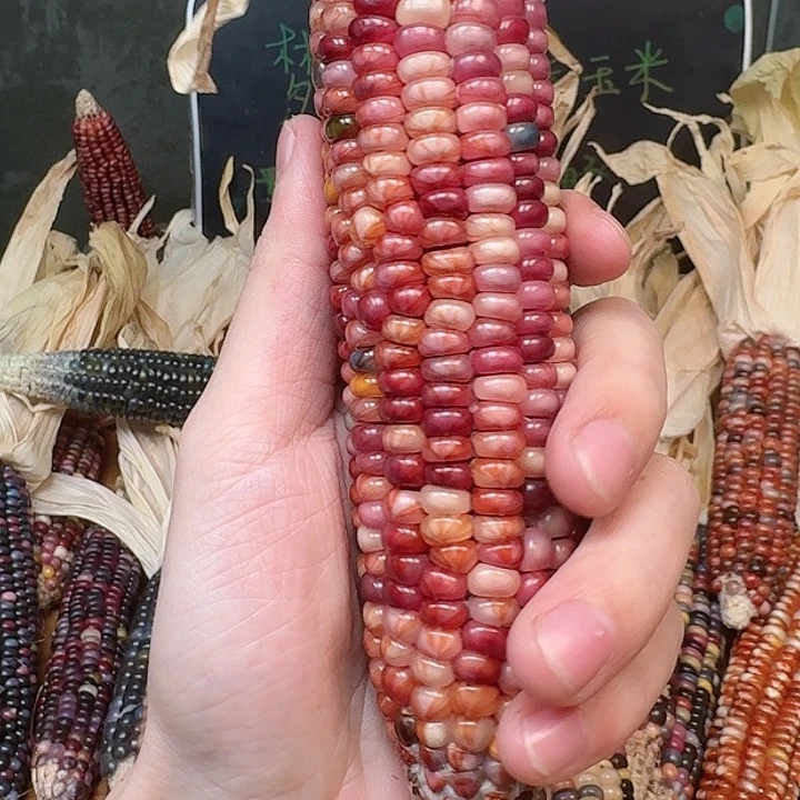 柏香籽/百香籽吊坠深*?