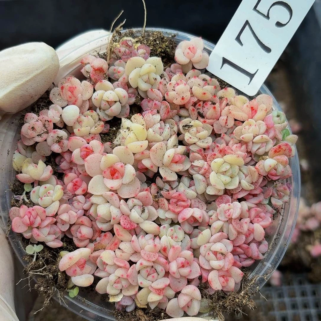 多肉植物多肉植物175