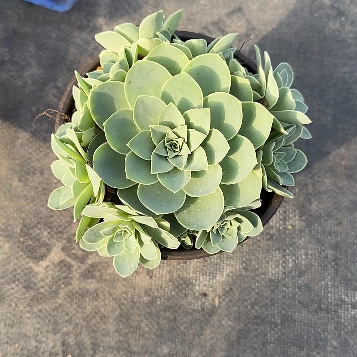 山地玫瑰一物一拍脱土发不包断侧芽