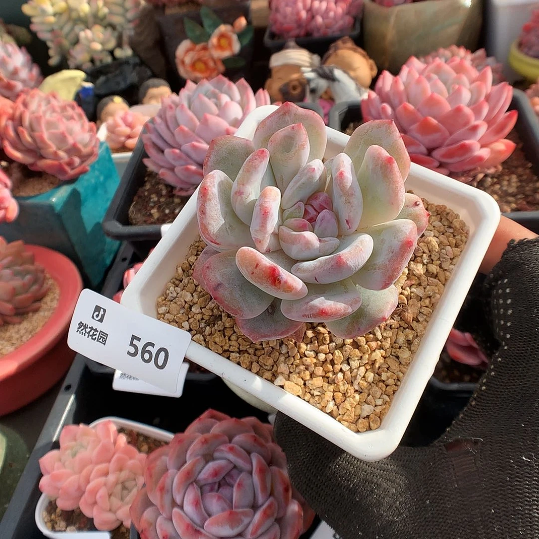 560梦露石化多肉植物3666