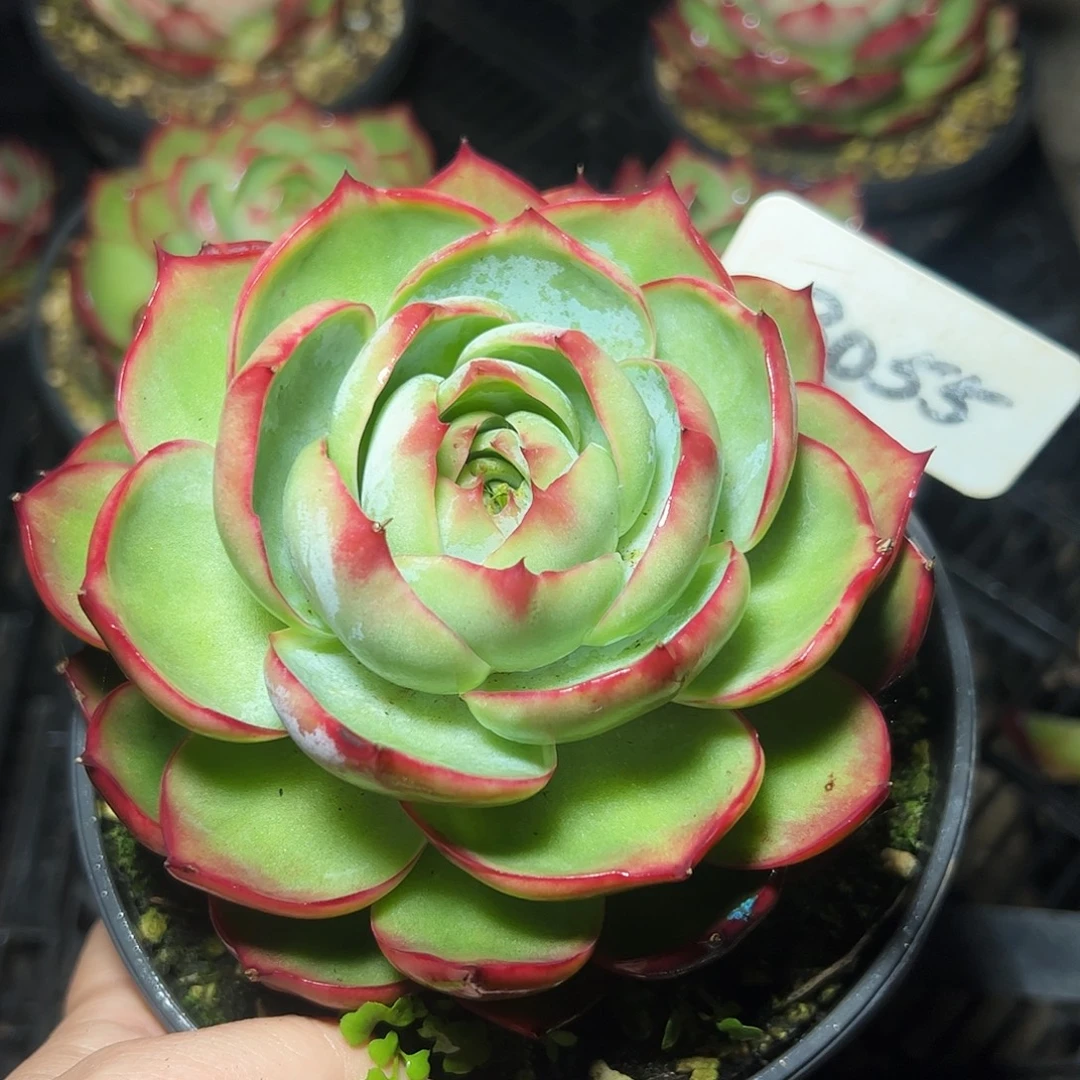 惊鸿仙子一物一拍3055号