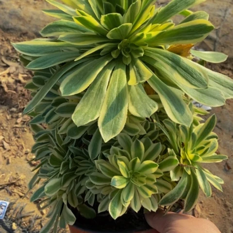 绿羊绒锦多肉664多肉