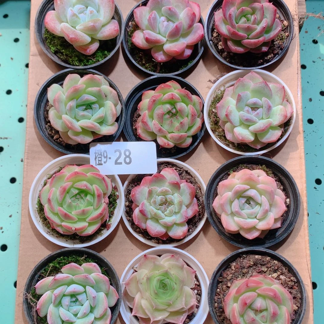 9-28一物一拍多肉带盆18颗