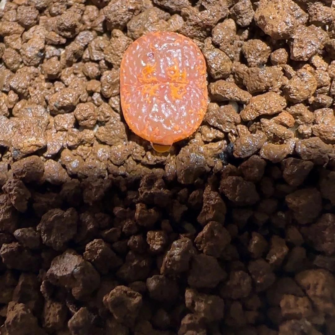 肉锥多肉植物组合-k勋有疤156