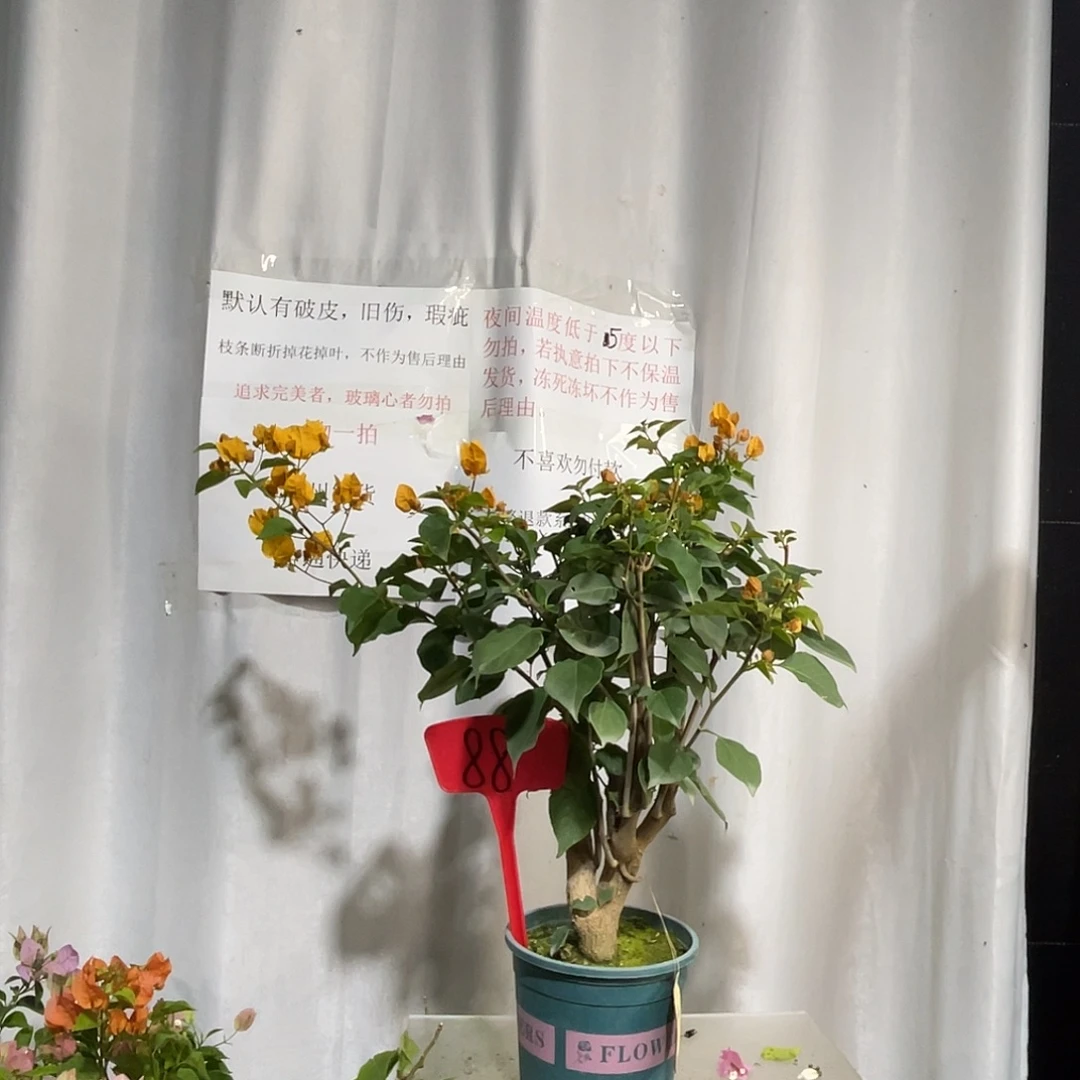 当前无花栽培后可以开花88加州黄金桩
