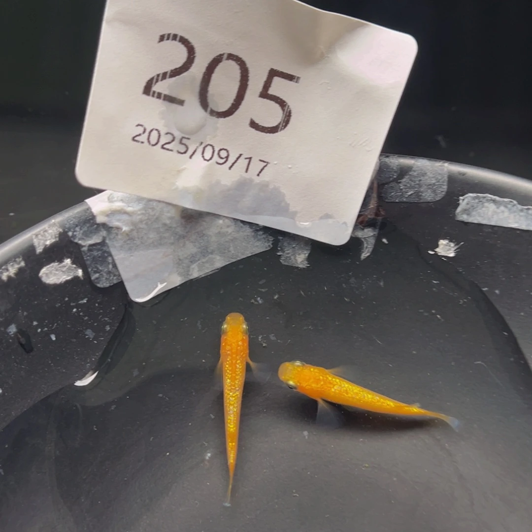 青鳉205玫瑰宝石一对