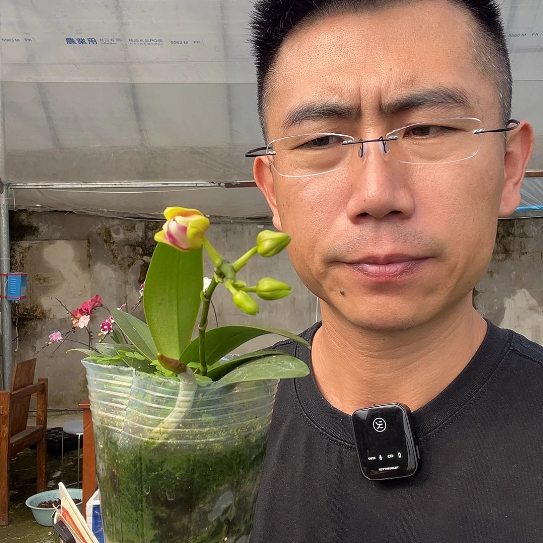 恭***财当前无花朵，栽培后可花朵金树三唇变