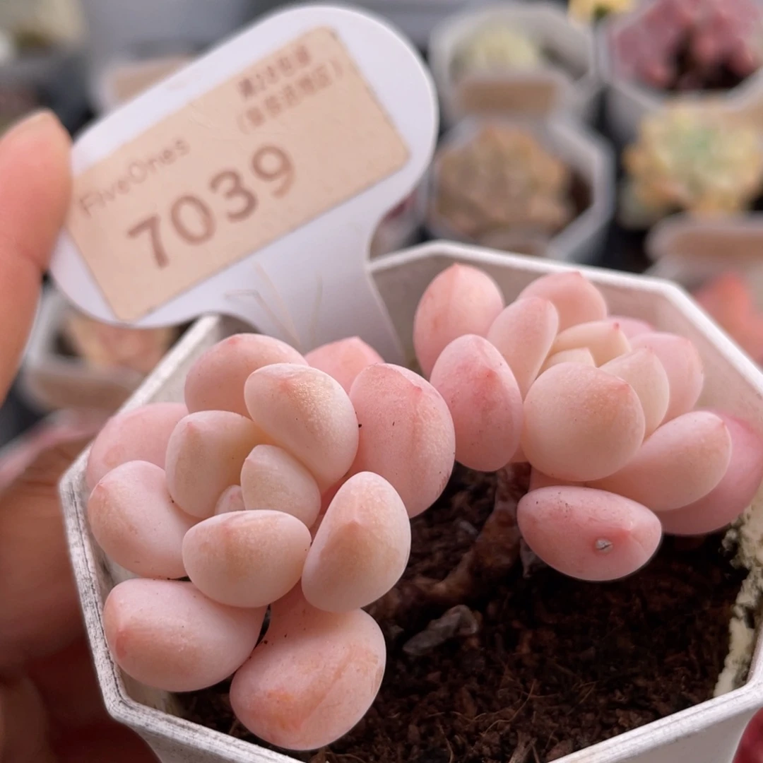 玉如意7039-6.0厘米