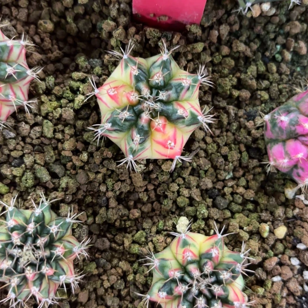 152-1227泰国发货多肉