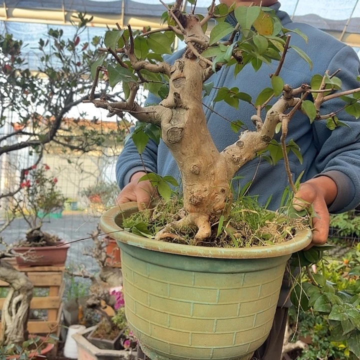 青****无花朵哈哈哈哈哈哈