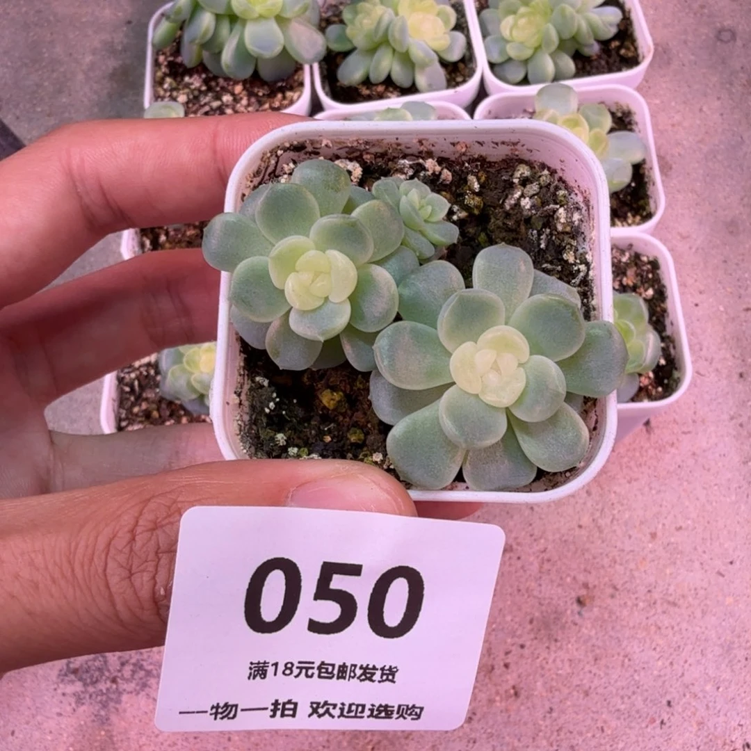 散的无尽灯一物一拍050