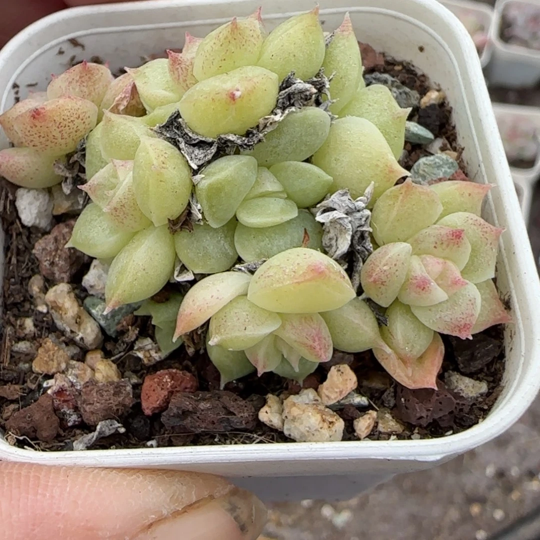 小卡拉米糖心一物一拍