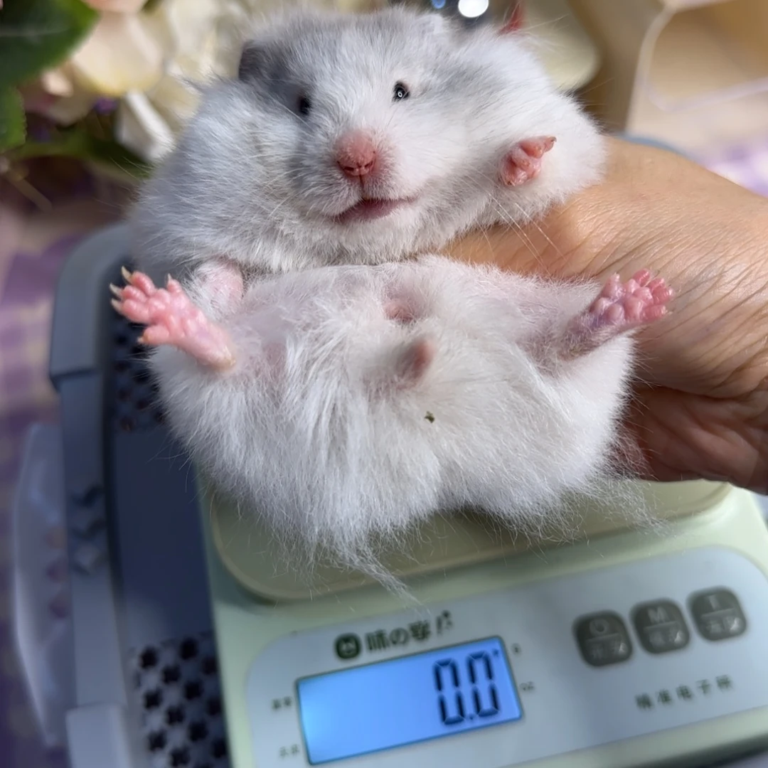 蓝波妹妹5.26生日