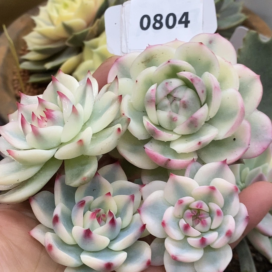 804寄养四颗哈哈哈哈哈哈