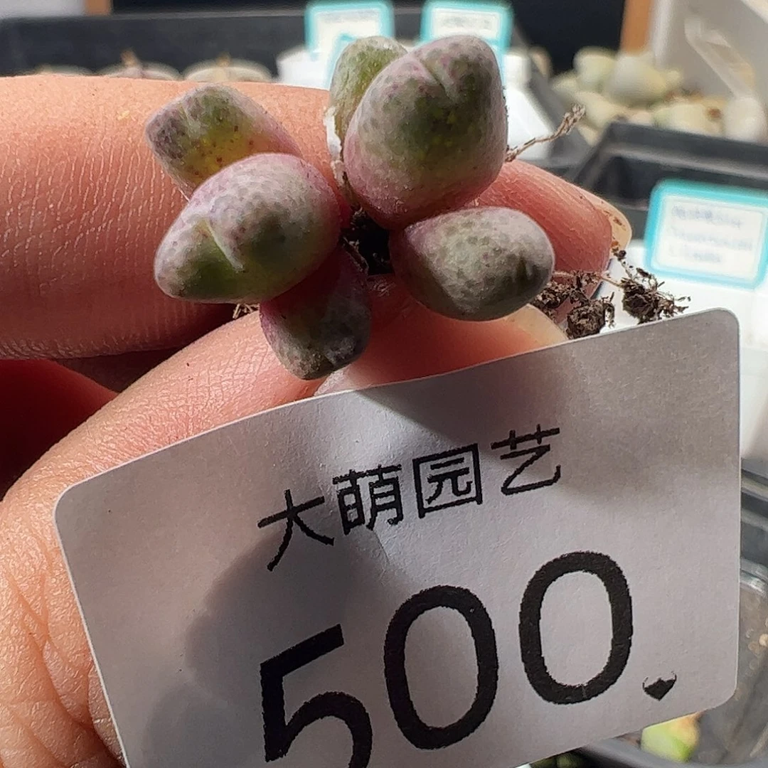 一物一拍园艺955D斑马。 500