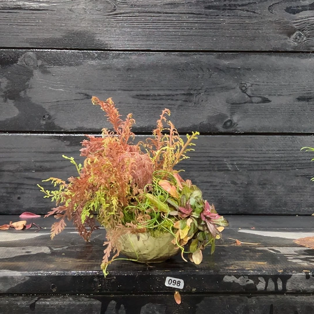 无花朵日本山野草