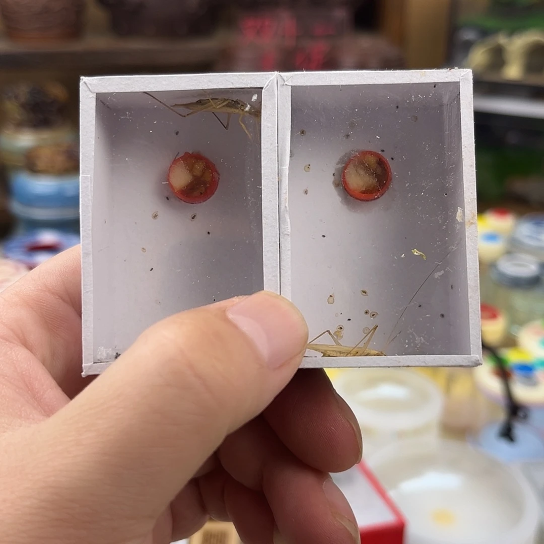 三只断须柬埔寨竹蛉