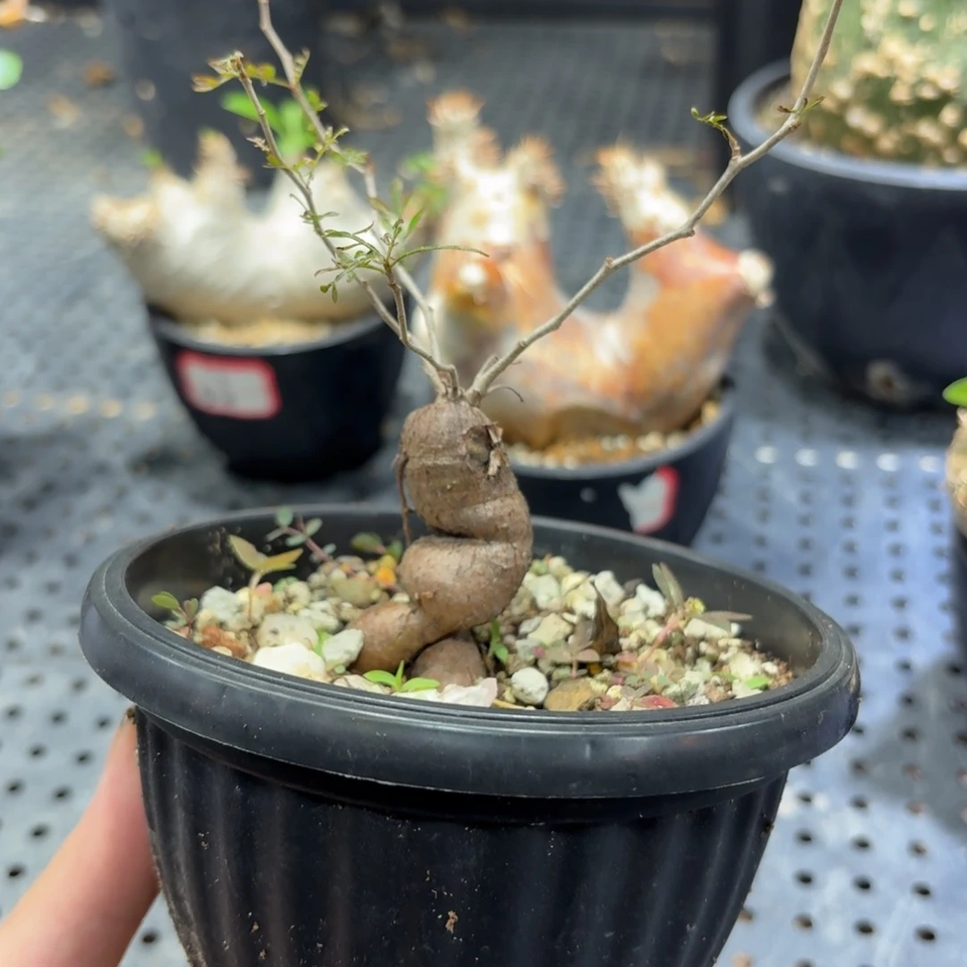 象足漆树56699999996666